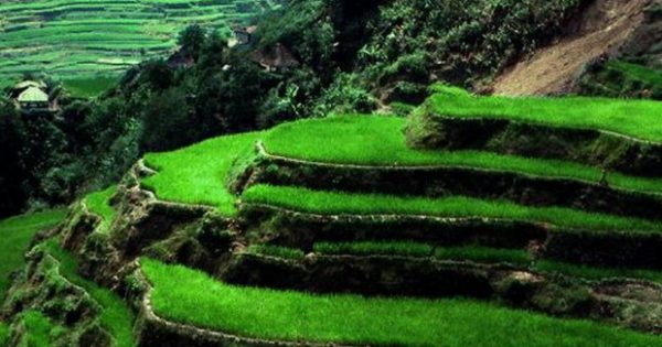 Jumlah Luas Lahan Baku Sawah Bertambah