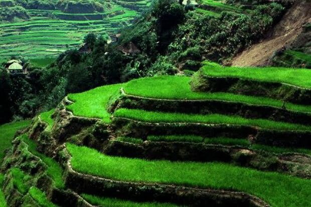 Jumlah Luas Lahan Baku Sawah Bertambah