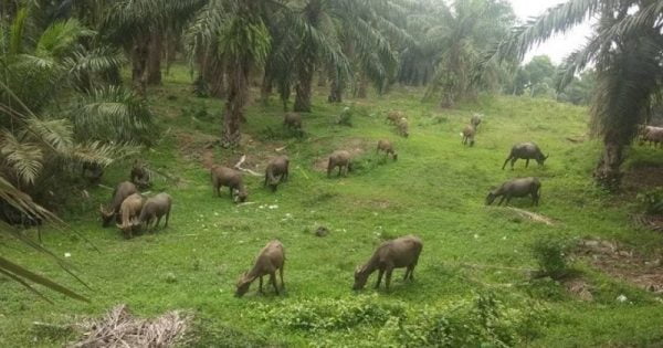Kerbau di Lahan Sawit Rangkasbitung, Banten.