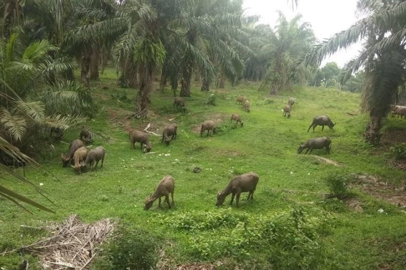 Kerbau di Lahan Sawit Rangkasbitung, Banten.