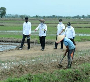 Presiden Kunjungi Food Estate, Bangun Ekosistem Pertanian Berkelanjutan