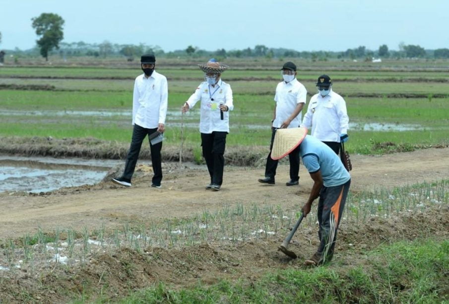 Presiden Kunjungi Food Estate, Bangun Ekosistem Pertanian Berkelanjutan