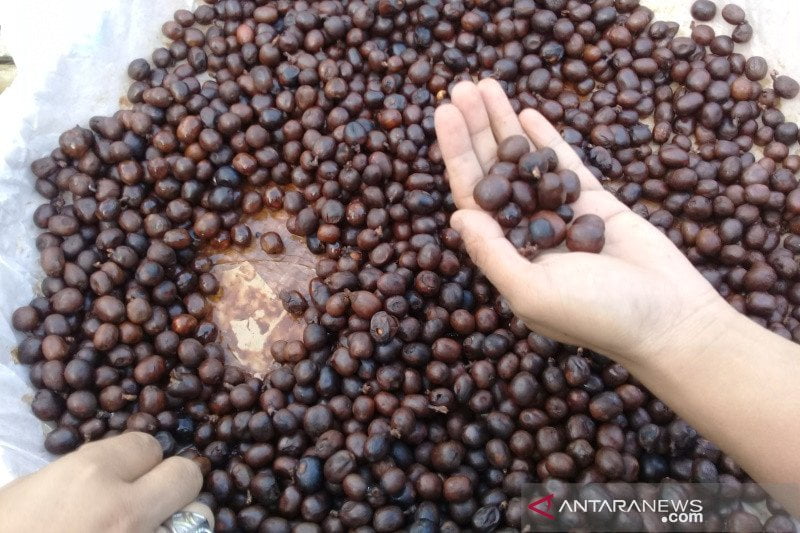 Dewan Kopi Siap Dirikan ‘House of Coffee Indonesia’