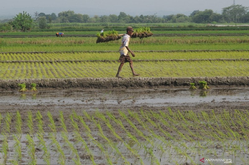 Kementan Perkuat Sistem Kearsipan Pertanian